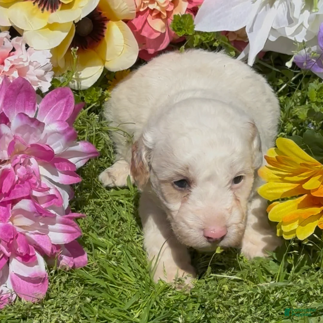 Mini Goldendoodle dogs for sale: Lupin - Ad 2