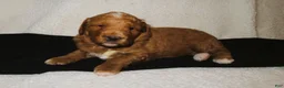 Mini Goldendoodle dogs for sale: Ruby - Ad 1