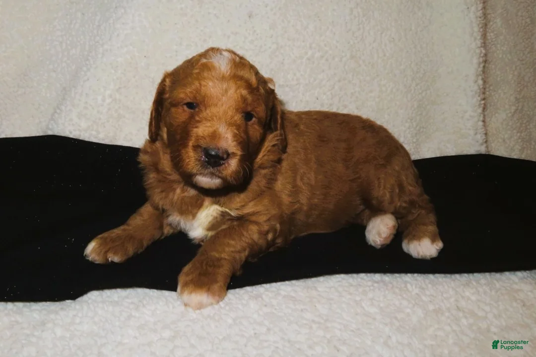 Mini Goldendoodle dogs for sale: Ruby - Ad 1