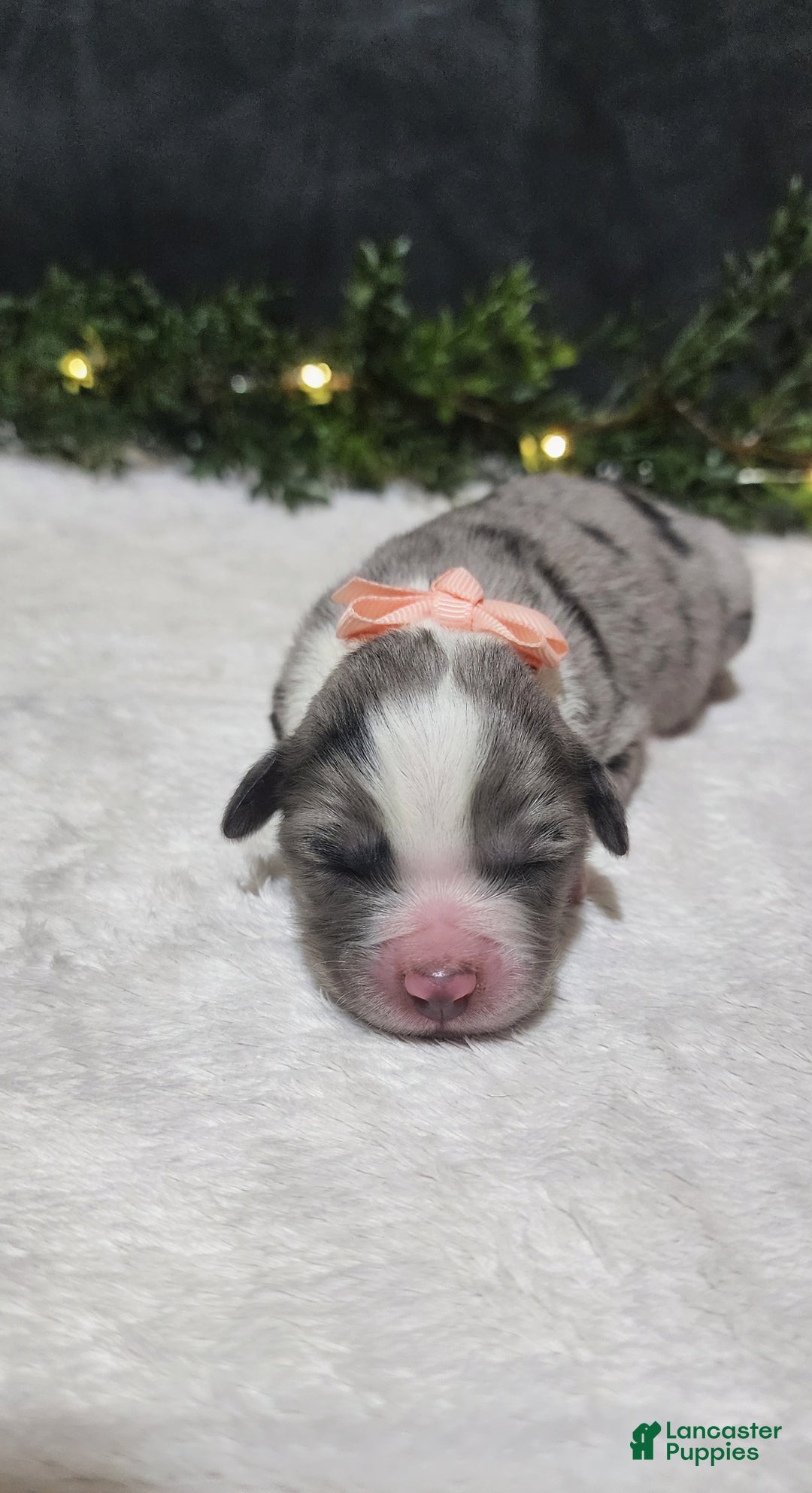 Miniature Australian Shepherd dogs for sale: Charlie  - Ad 3