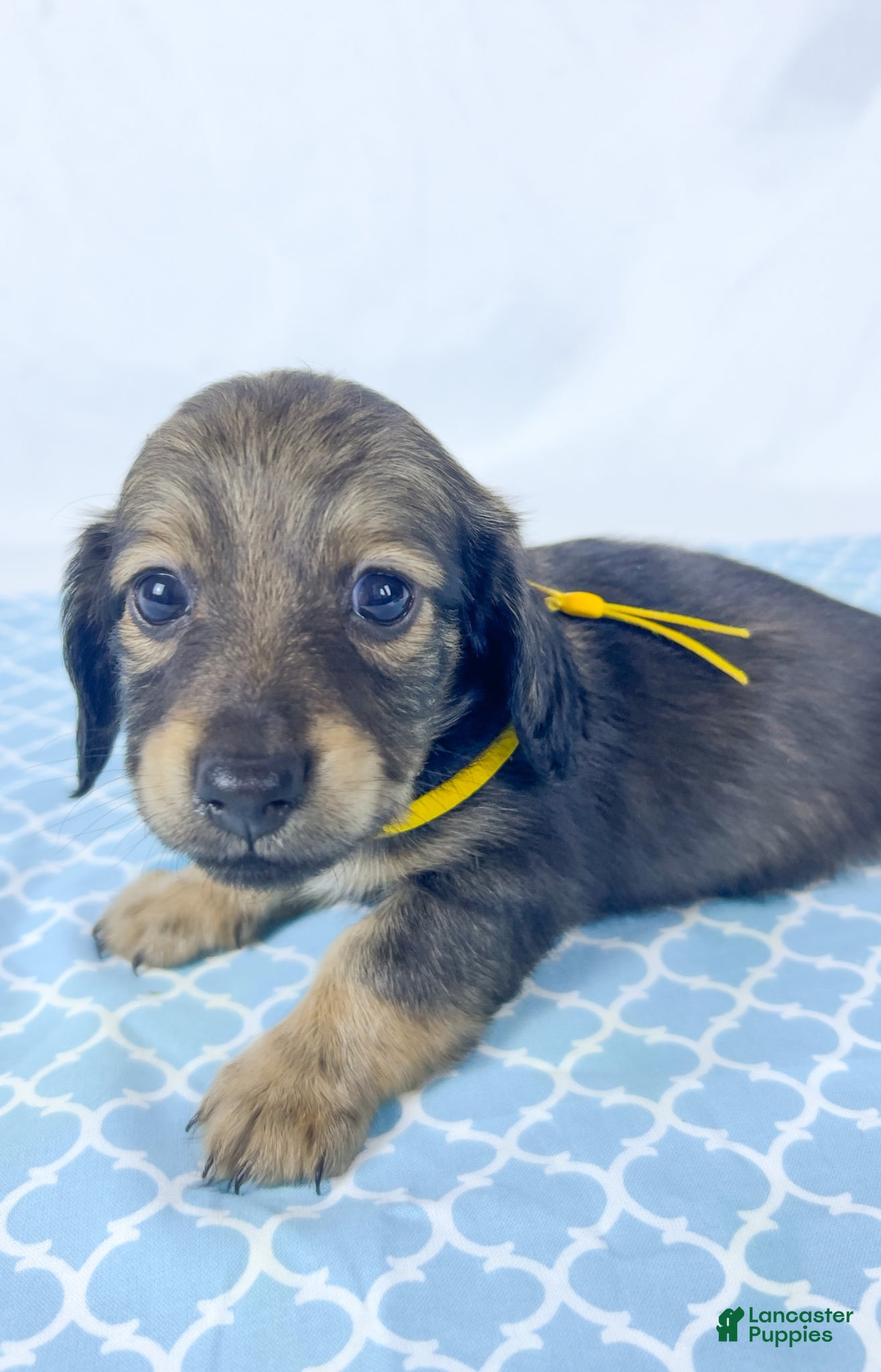 Miniature Dachshund dogs Sundae - Ad 26