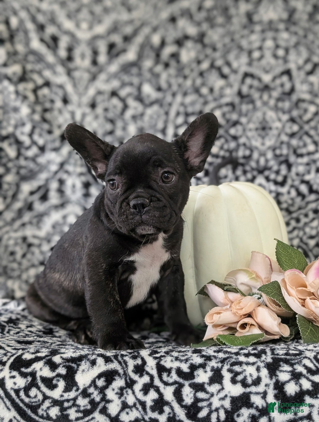 French Bulldog dogs for sale: Nadia - Ad 2