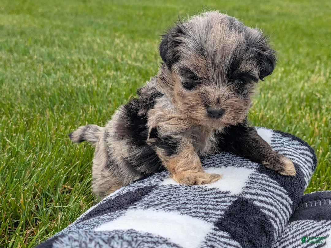 Havapoo dogs for sale: Hazel - Ad 2