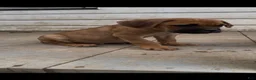 Cane Corso dogs for sale: Rocky - Ad 5