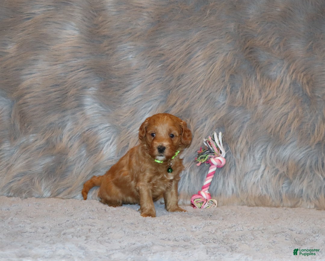 Mini Goldendoodle dogs for sale: Whiskers 🌷👨‍👨‍👧‍👦💞🐕 - Ad 4