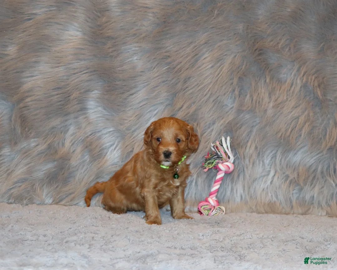 Mini Goldendoodle dogs for sale: Whiskers 🌷 Genetic Clear Parents - Ad 6