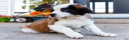 Saint Bernard dogs for sale: Smarty - Ad 14