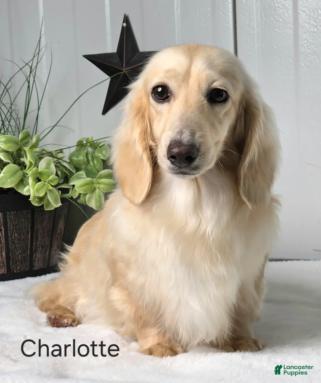 Dachshund dogs for sale: Cody - Ad 7