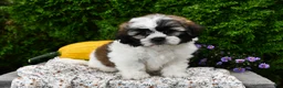 Teddy Bear dogs for sale: Tessa - Ad 3