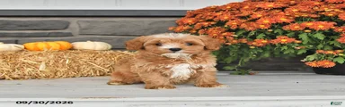 Daisy