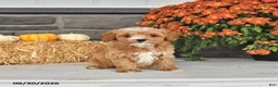 Cavapoo dogs for sale: Daisy - Ad 1