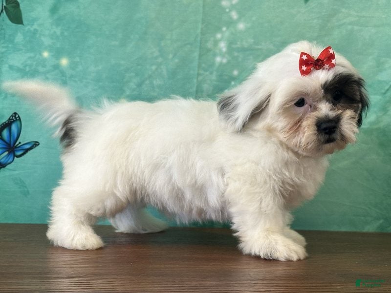 Mixed Breed dogs Misty - Ad 2