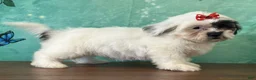 Mixed Breed dogs for sale: Misty - Ad 2