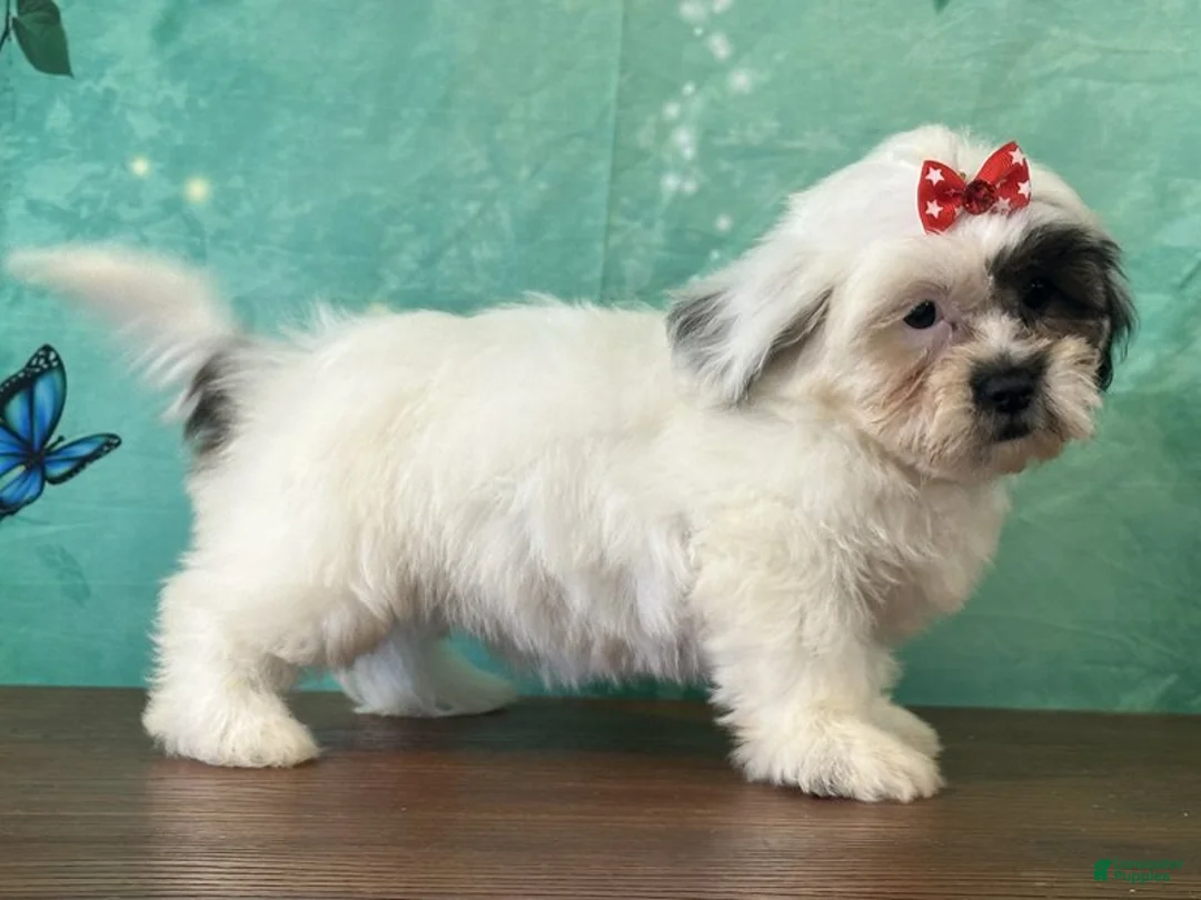Mixed Breed dogs for sale: Misty - Ad 2