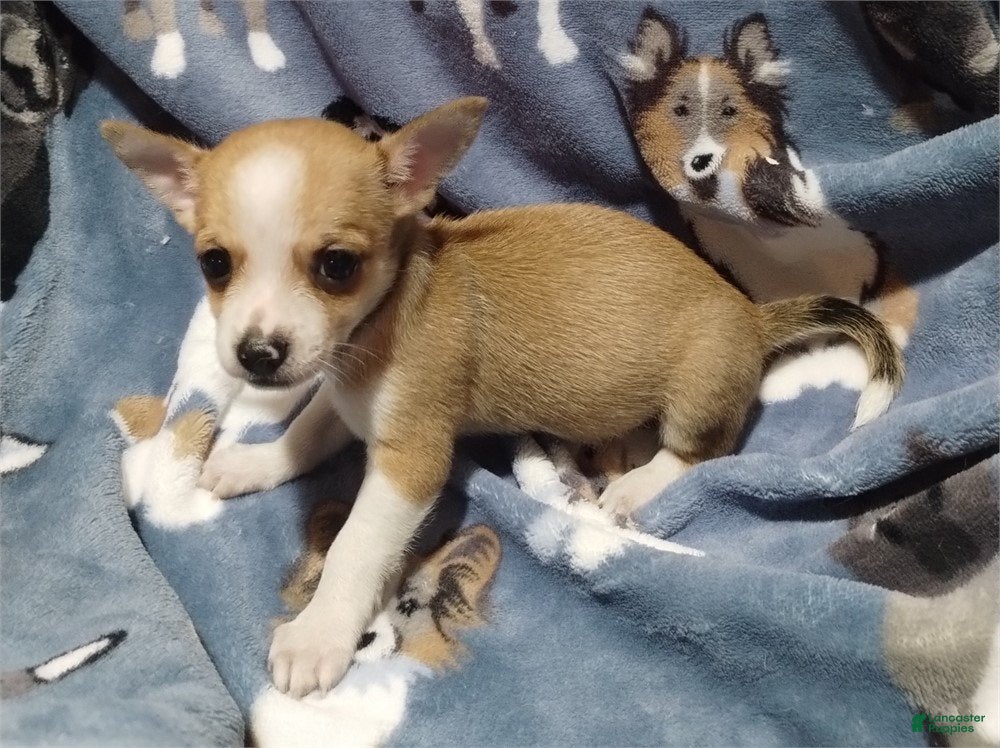 Chihuahua dogs Coco - Ad 14