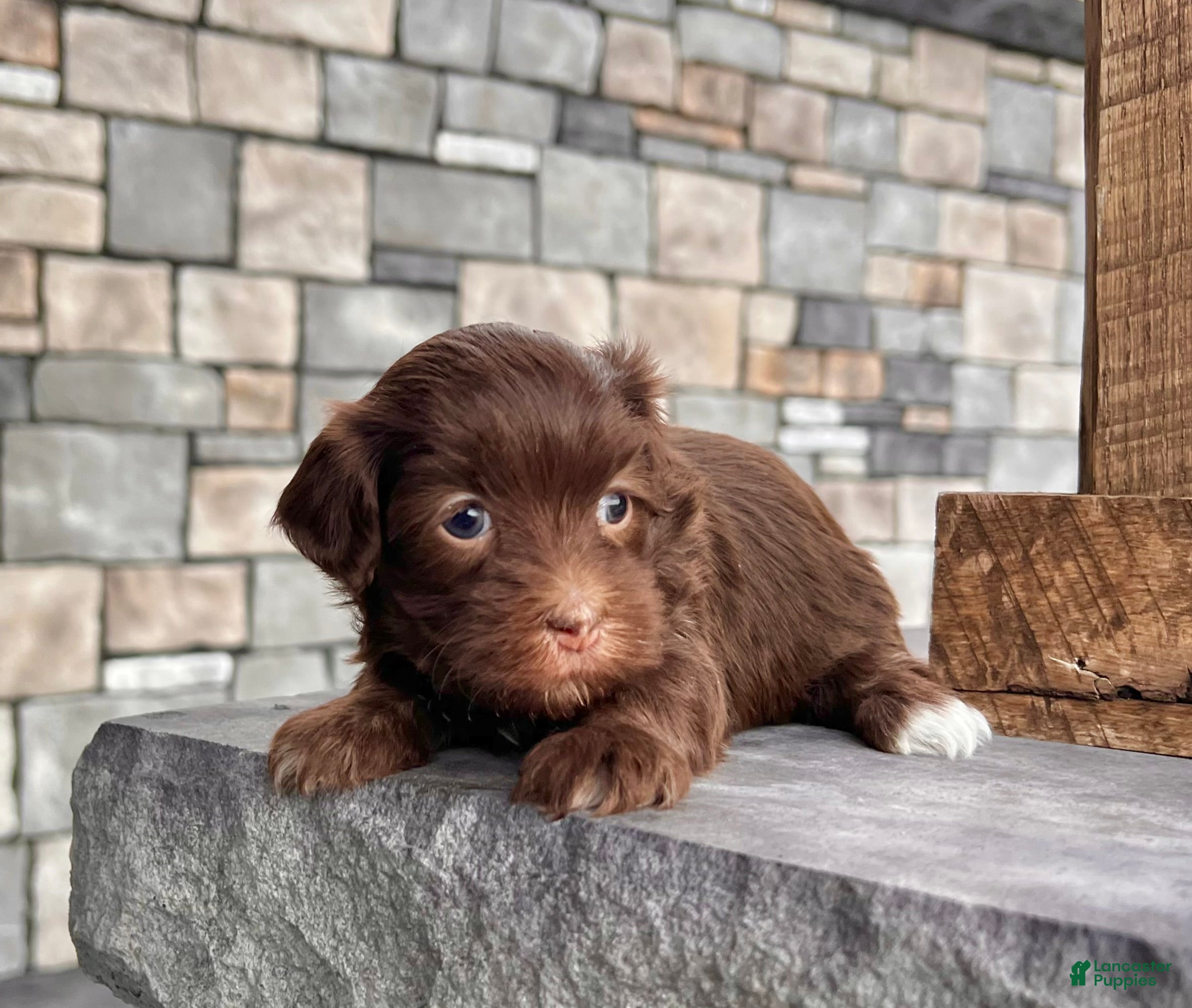 Havanese dogs Roxy - Ad 26