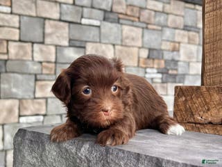 Havanese dogs Roxy - Ad 11