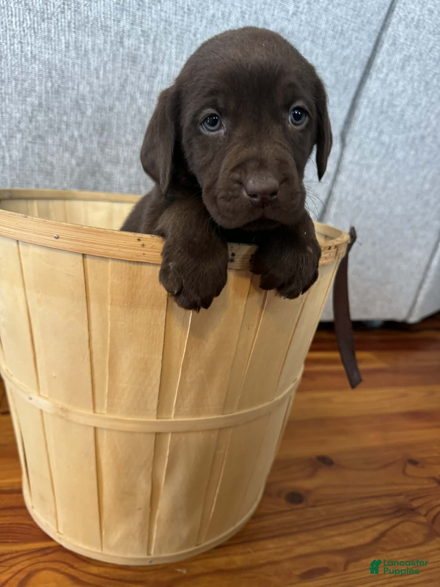 Labrador Retriever dogs Poppy - Ad 24