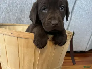 Labrador Retriever dogs Poppy - Ad 24