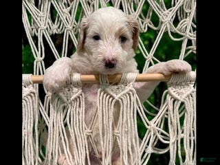 Bernedoodle dogs - Ad 35