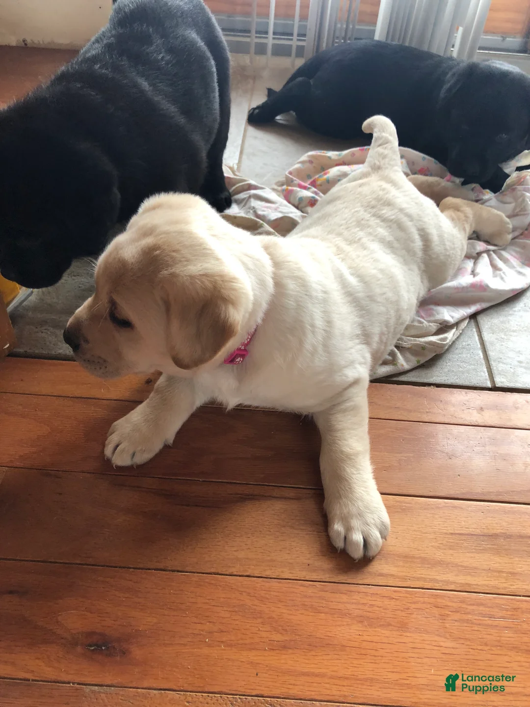 Labrador Retriever dogs for sale: Marley - Ad 5