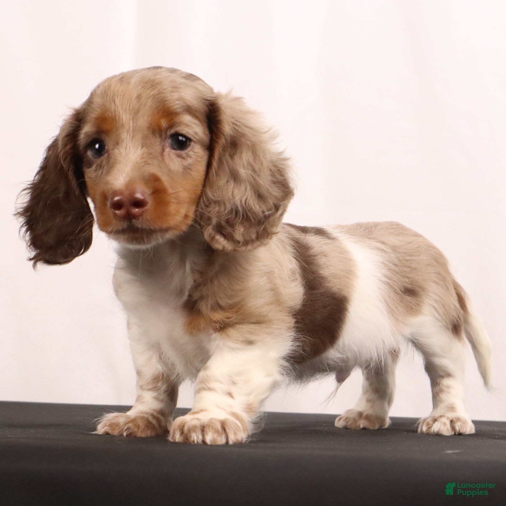 Dachshund dogs willie Jr  - Ad 2