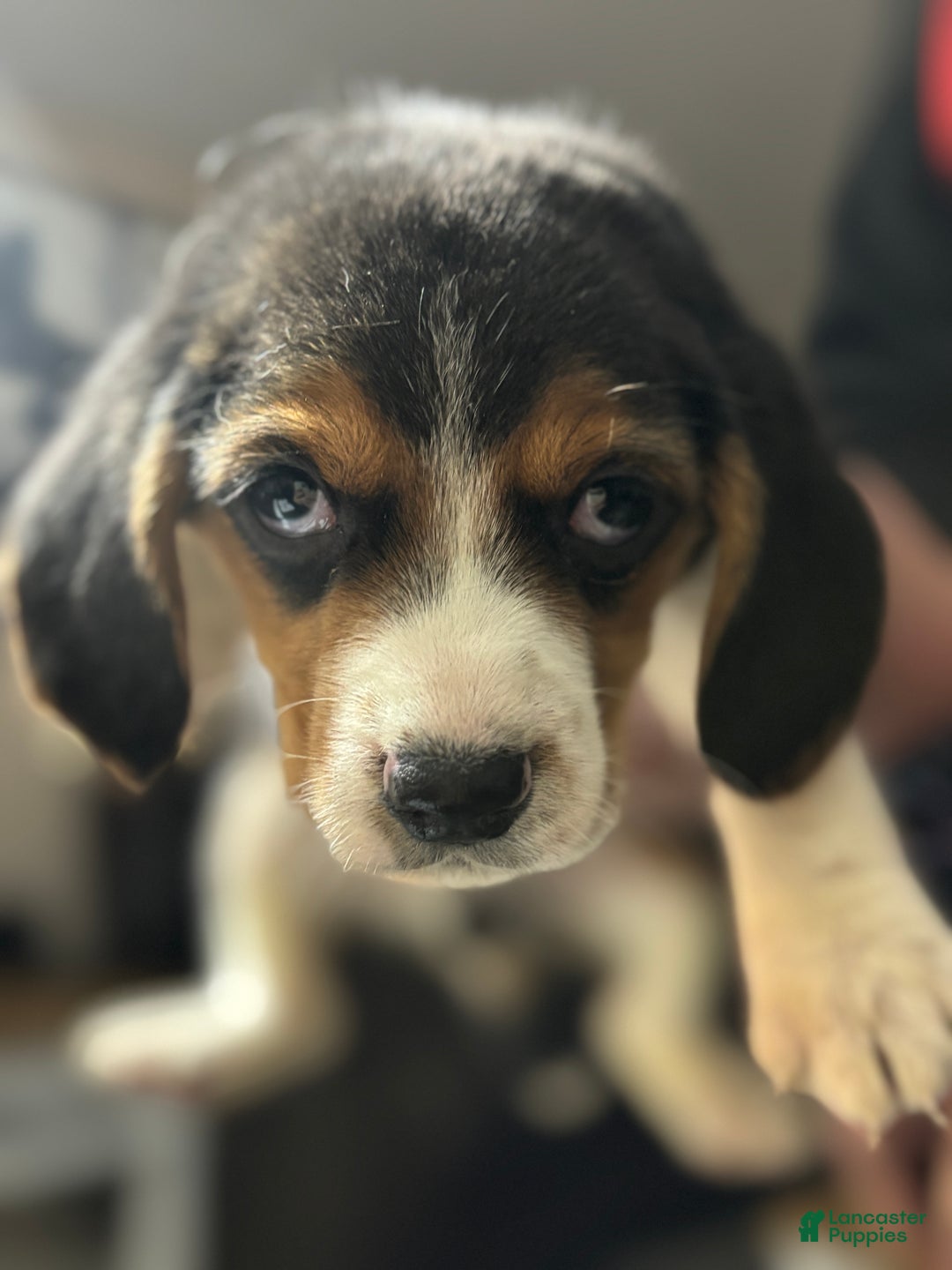 Beagle dogs for sale: Beagle Puppy 1 - Ad 3
