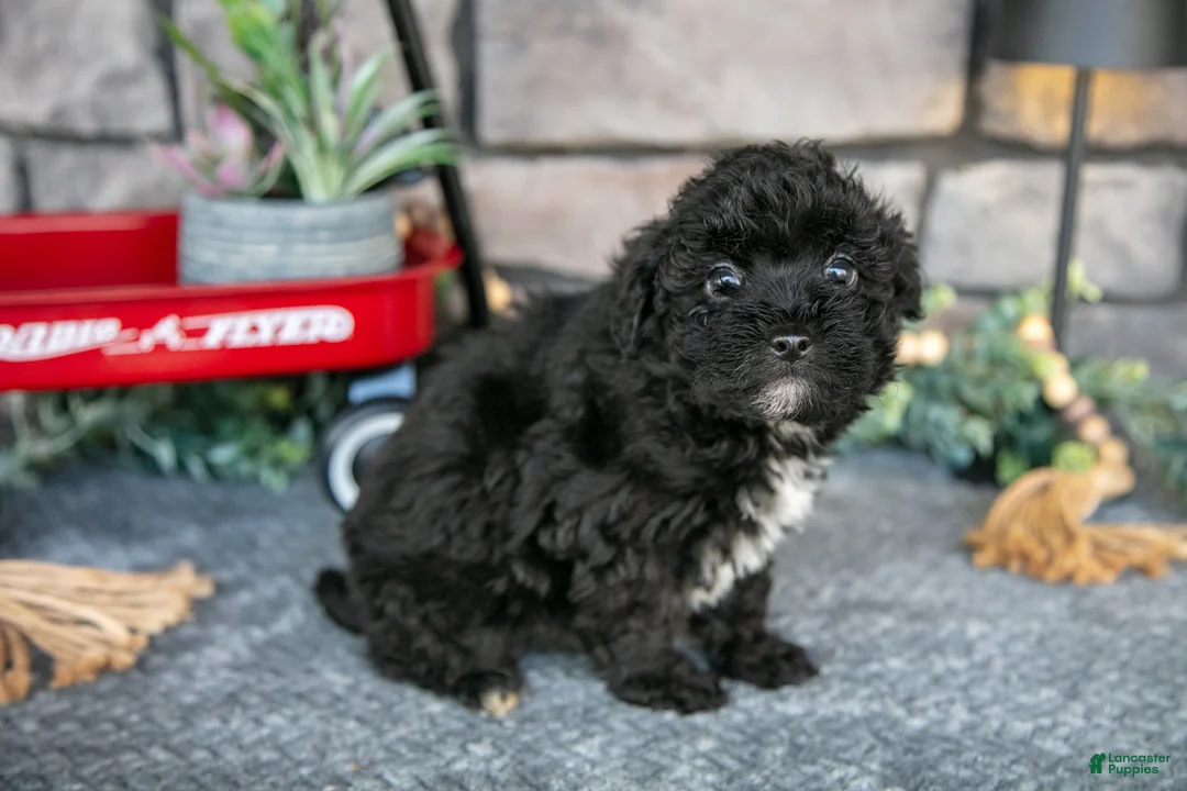 Havapoo dogs for sale: Travis - Ad 3