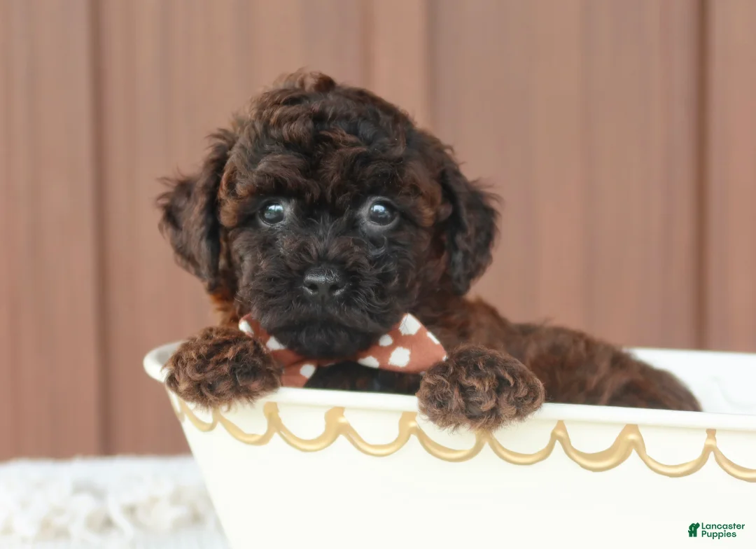 Toy Poodle dogs for sale: Rusty - Ad 1