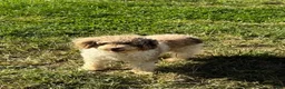 Havapoo dogs for sale: Katie - Ad 5