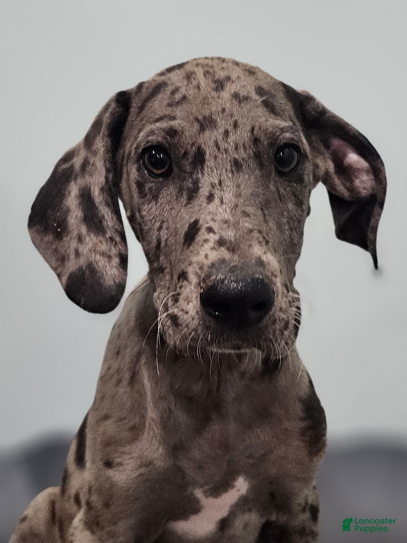 Great Dane dogs Merle - Ad 1