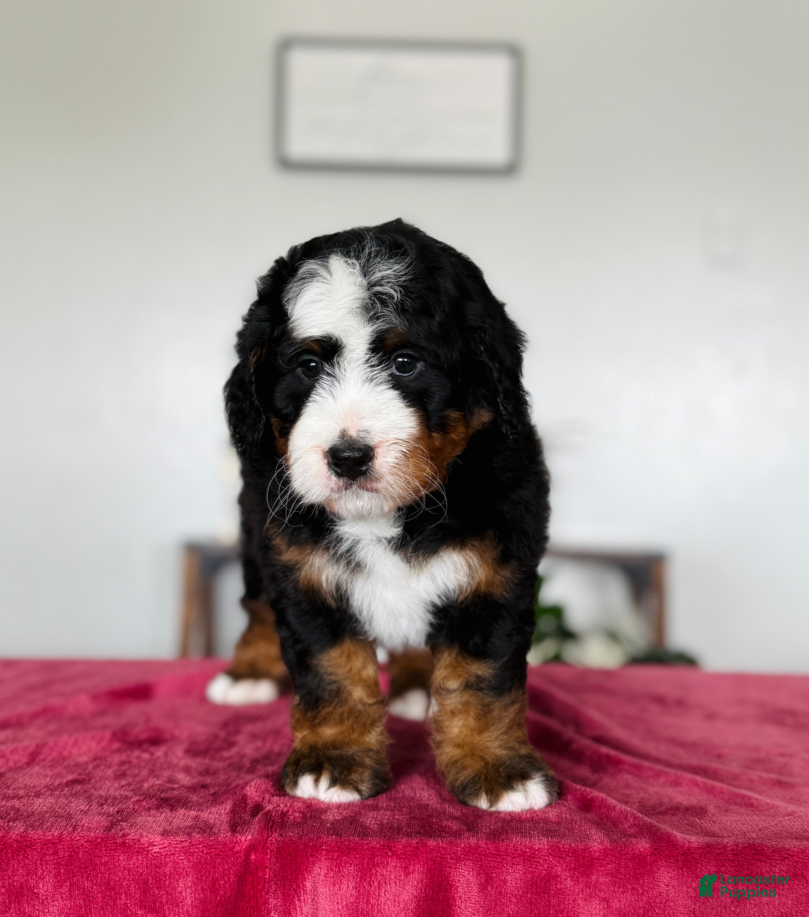 Mini Bernedoodle dogs Liam - Ad 2