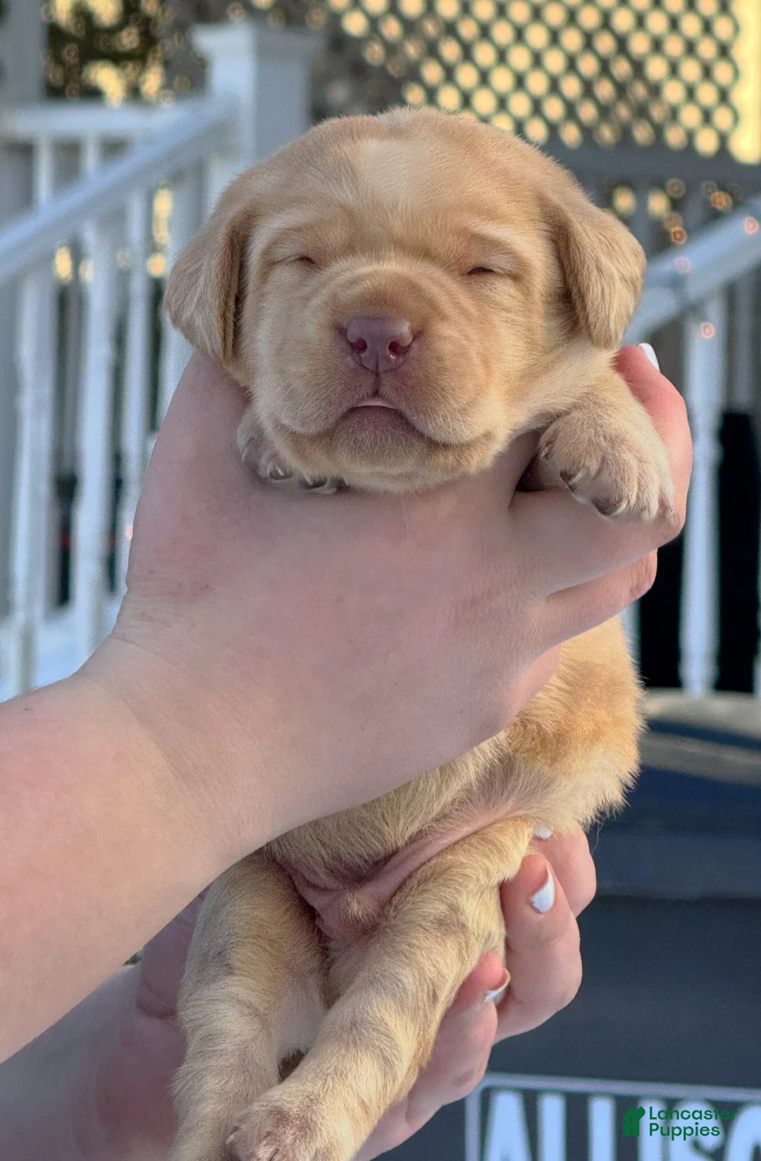 Labrador Retriever dogs for sale: Labrador Retriever Puppy 2 - Ad 20