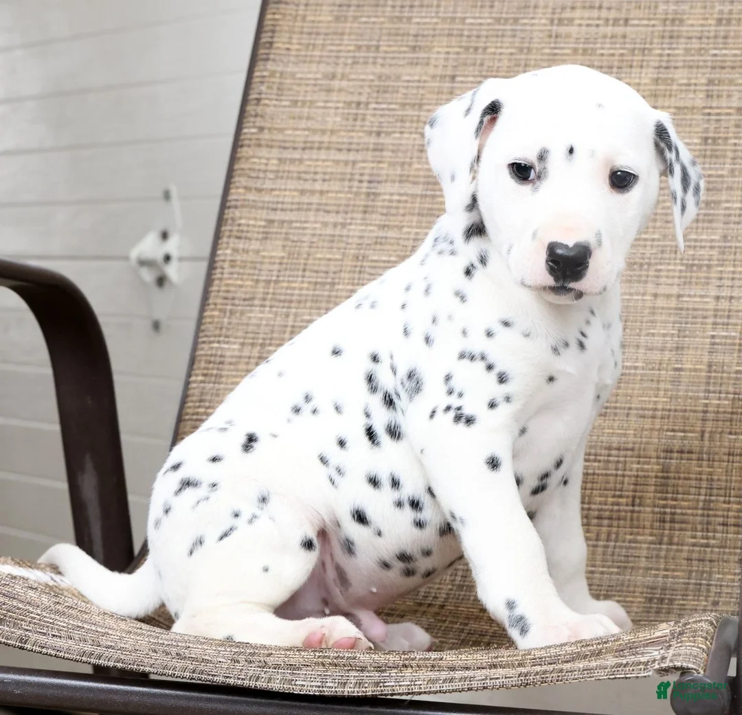 Dalmatian dogs for sale: Tyson - Ad 2