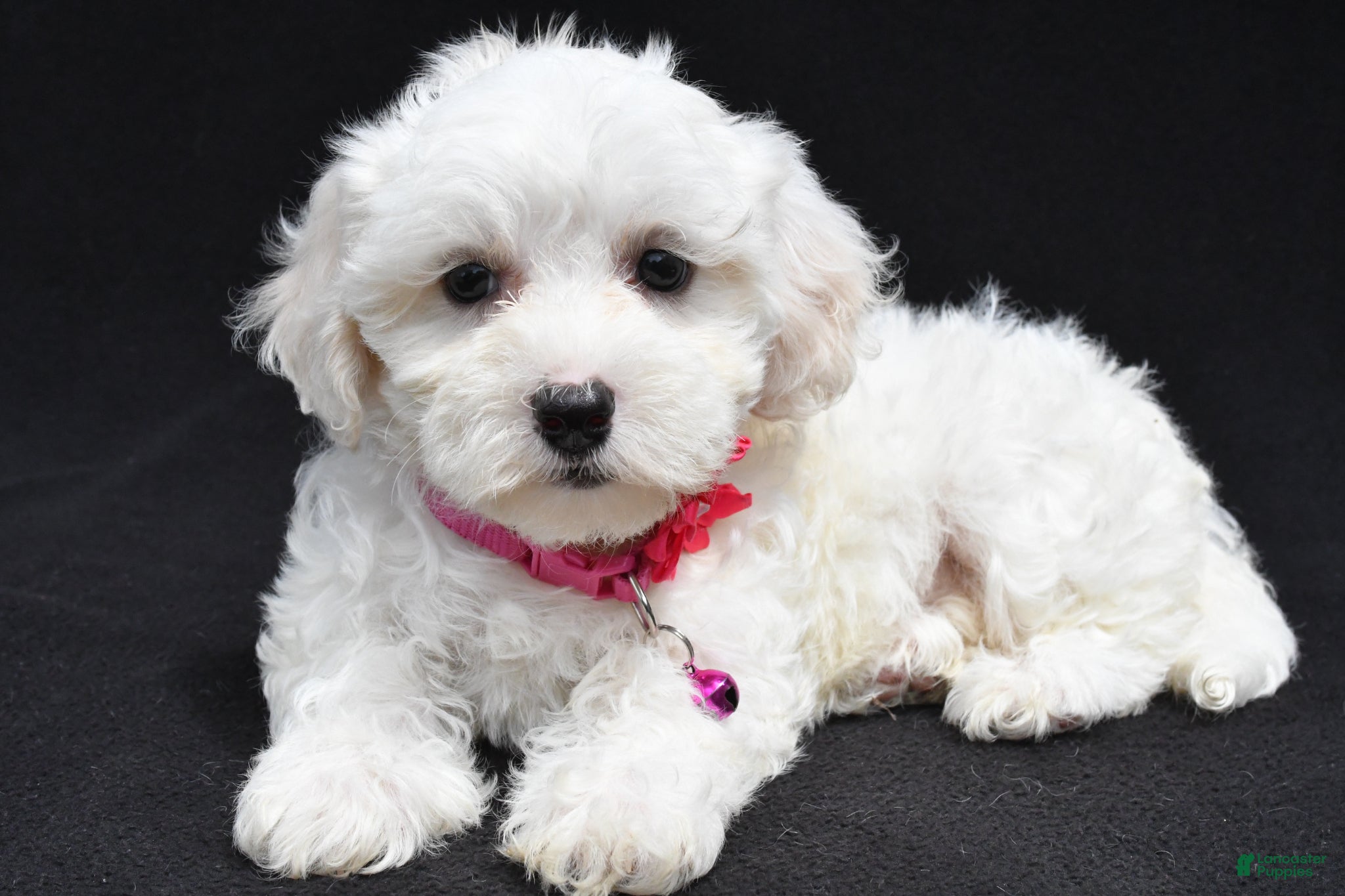 Maltipoo dogs Briella - Ad 2