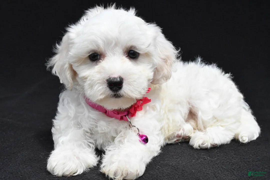 Maltipoo dogs for sale: Briella - Ad 2