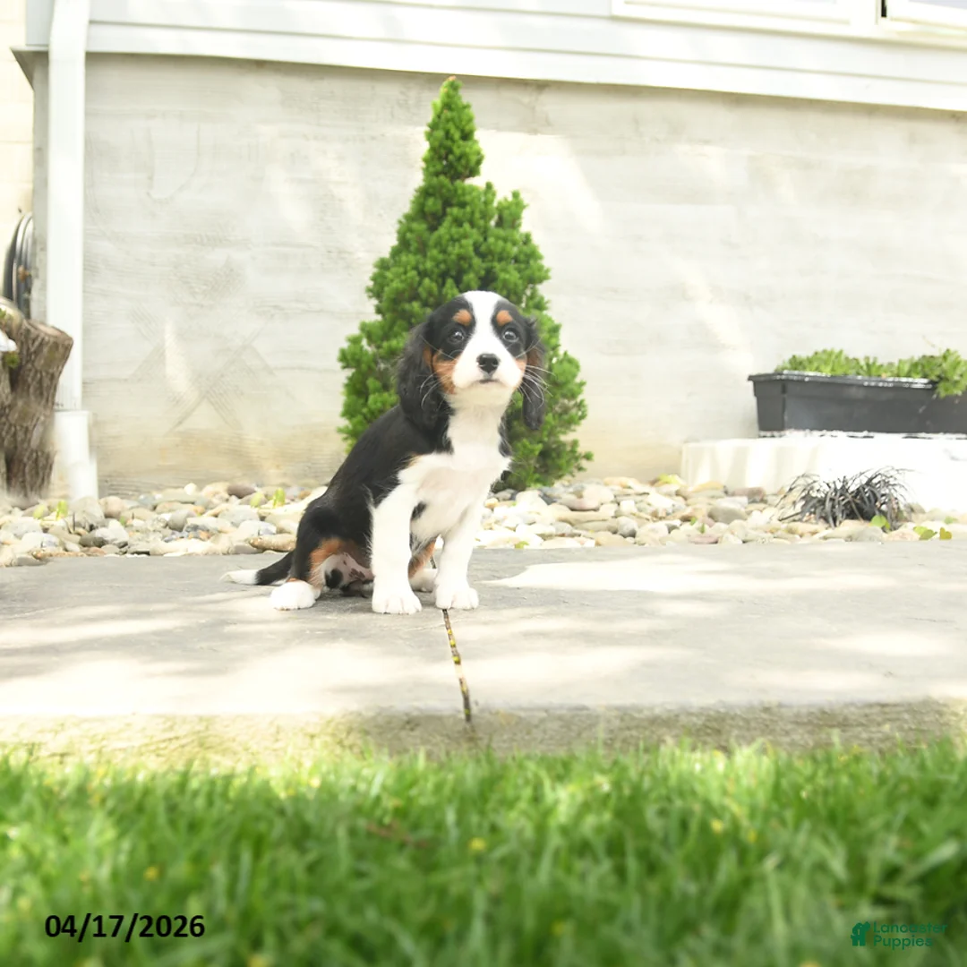 Miniature Bernese Mountain Dog dogs for sale: Francis - Ad 3