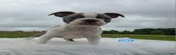 Boston Terrier dogs for sale: Niko - Ad 5