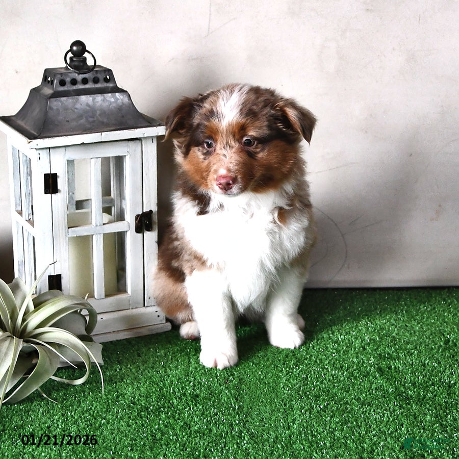 Miniature Australian Shepherd dogs Joy - Ad 4