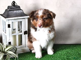 Miniature Australian Shepherd dogs Joy - Ad 4