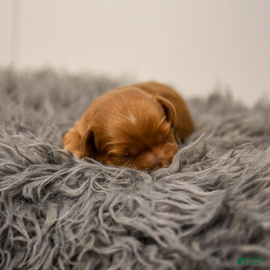 Cavapoo dogs for sale: Maple   - Ad 1