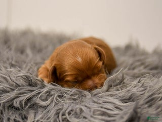 Cavapoo dogs Maple - Ad 34