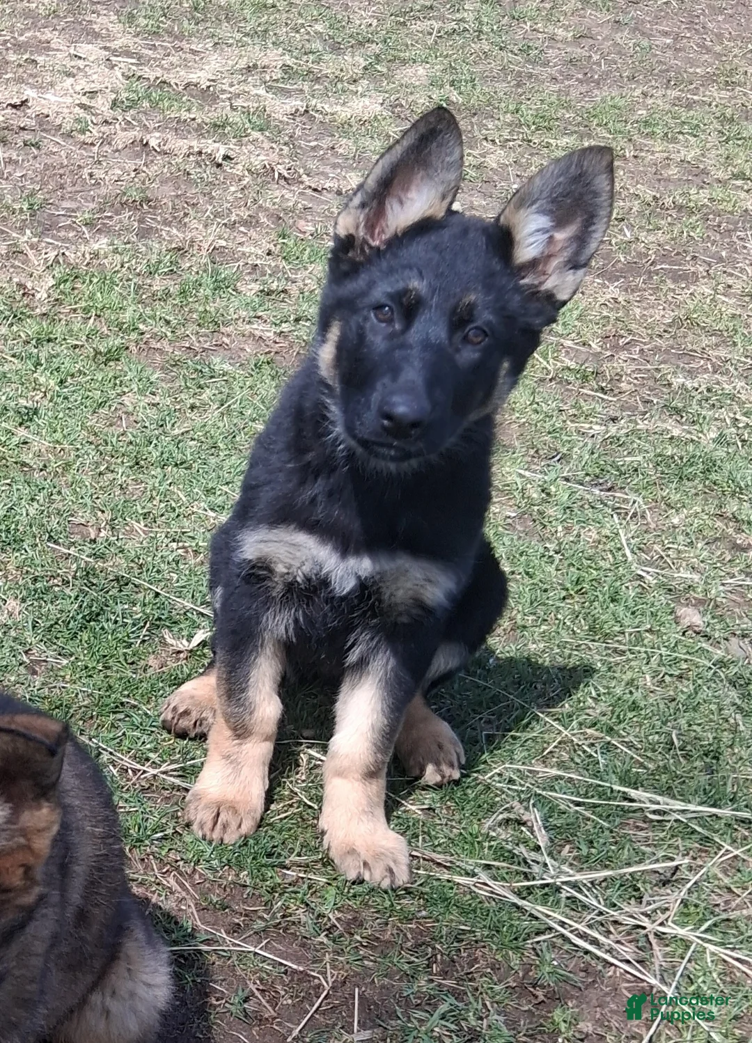 German Shepherd dogs for sale: Ruegger - Ad 1