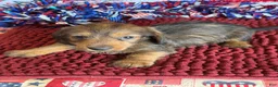 Dachshund dogs for sale: Sammy Wire - Ad 3