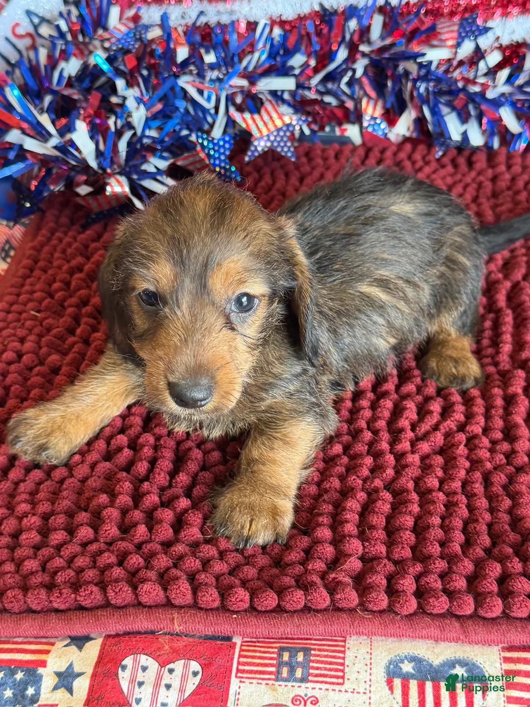 Dachshund dogs for sale: Sammy Wire - Ad 3
