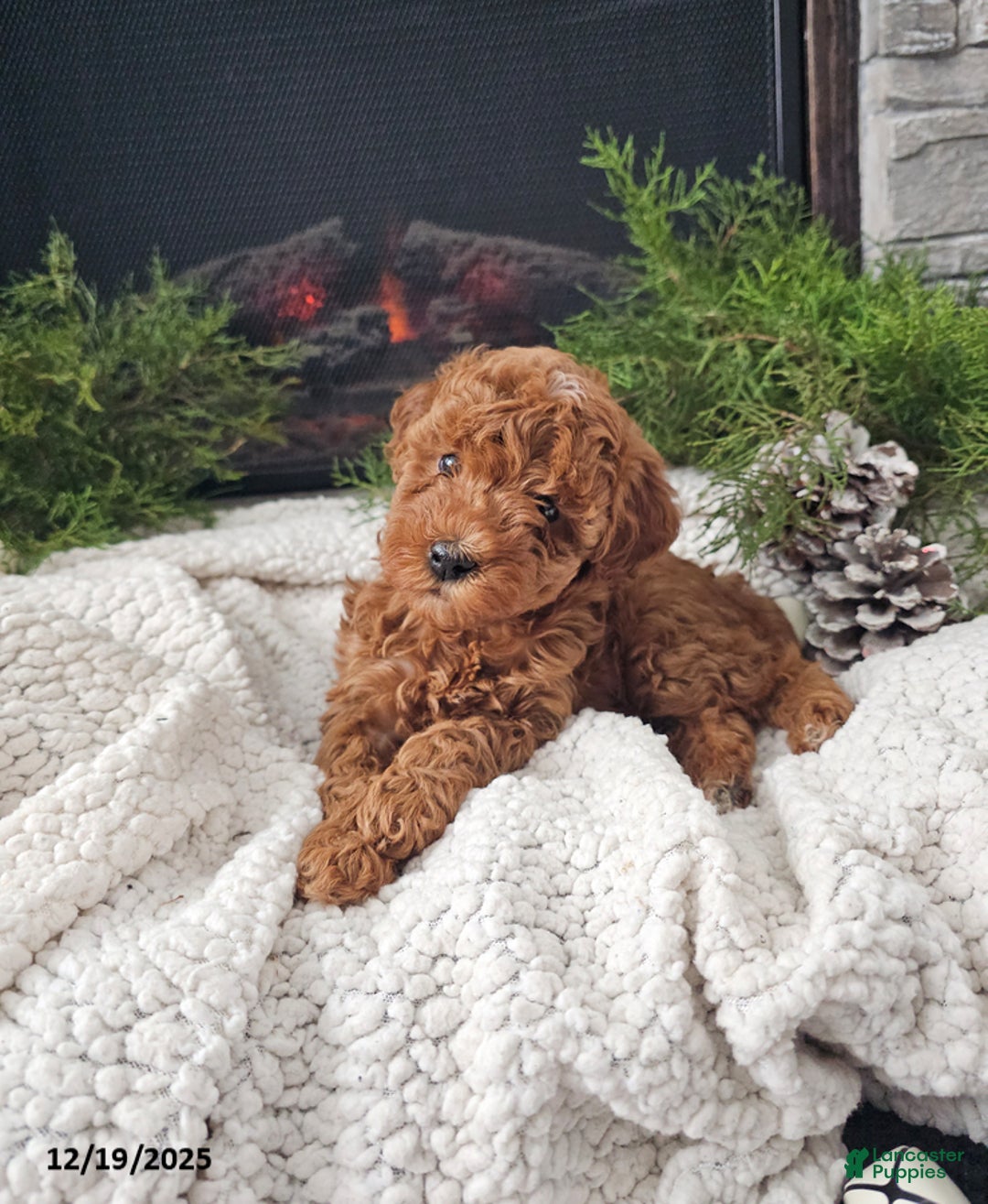 Mini Goldendoodle dogs for sale: Bella - Ad 5