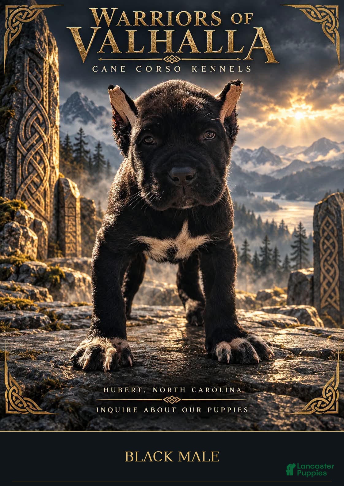 Cane Corso dogs Black Cane Corso Male - Ad 1
