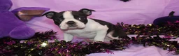Boston Terrier dogs for sale: Kiki the Little Firecracker - Ad 7