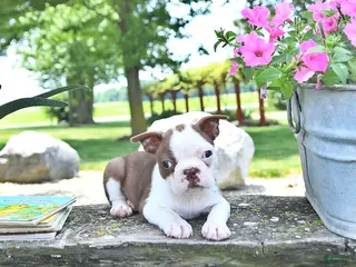 Boston Terrier dogs for sale: Kori - Ad 1