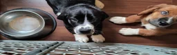 Basset Hound dogs for sale: Torin - Ad 9